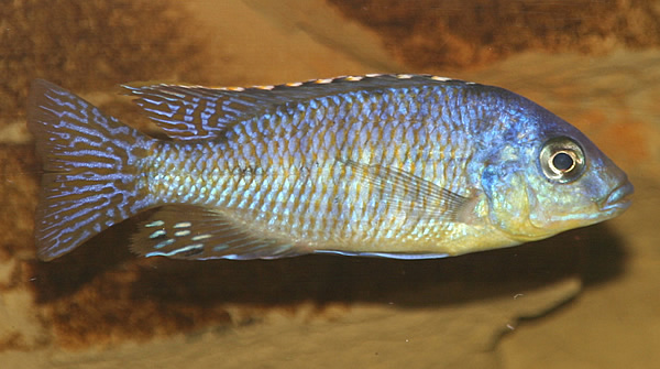 Protomelas Steveni Imperial